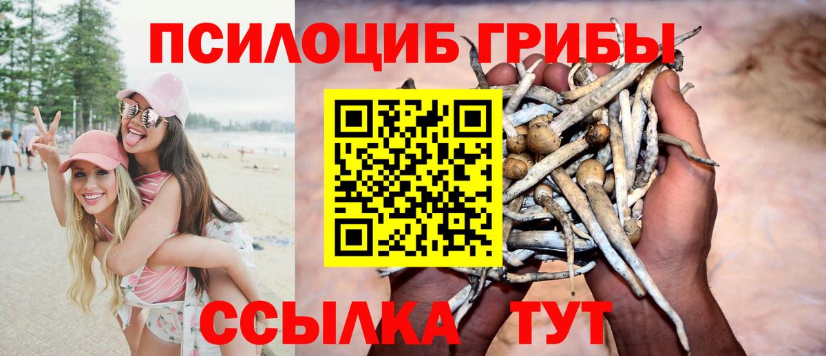 Псилоцибиновые грибы прущие грибы  Ижевск  Псилоцибиновые грибы Psilocybe 
